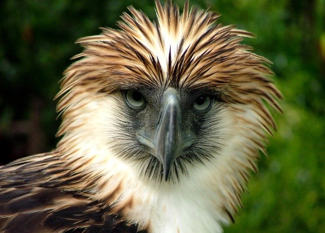 eagle image